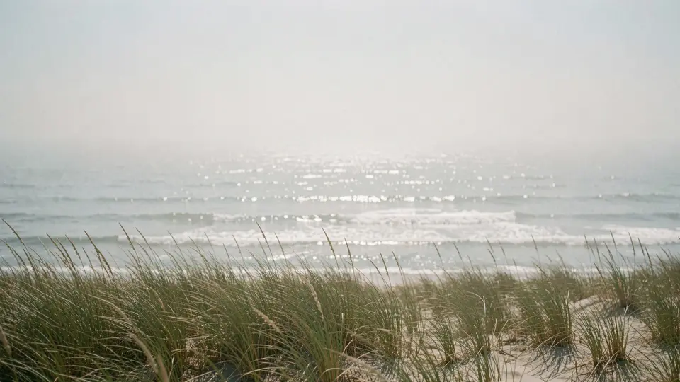 Beach rose in pink bloom and dune grass in the foreground, an empty ocean beach with rolling surf behind, clear bright June morning.