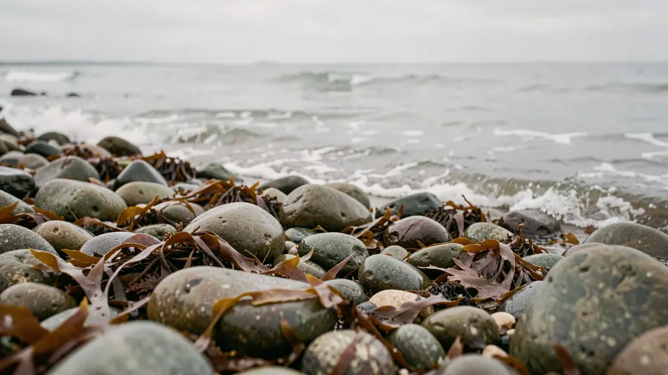 A rocky bay shore with brown seaweed and smooth stones, a grey calm morning, a low far shore.