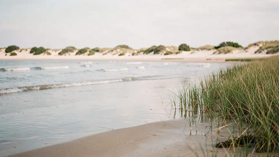 A sheltered bay with big shady oak trees leaning over the sand edge, soft dappled light, calm water.