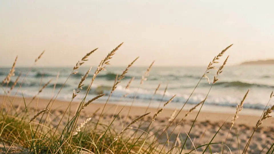 Low-angle view of dune grass seed heads backlit by a warm morning sun, the ocean a soft pale-blue band behind, shallow depth of field.