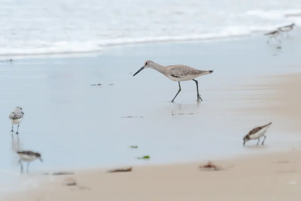 A willet standing on wet sand at the waterline with sandpipers and white surf behind it.